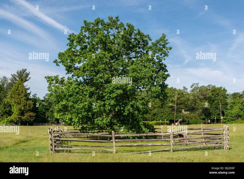 1777 battle mercer oak