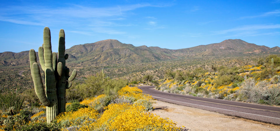 Lake Havasu desert landscape