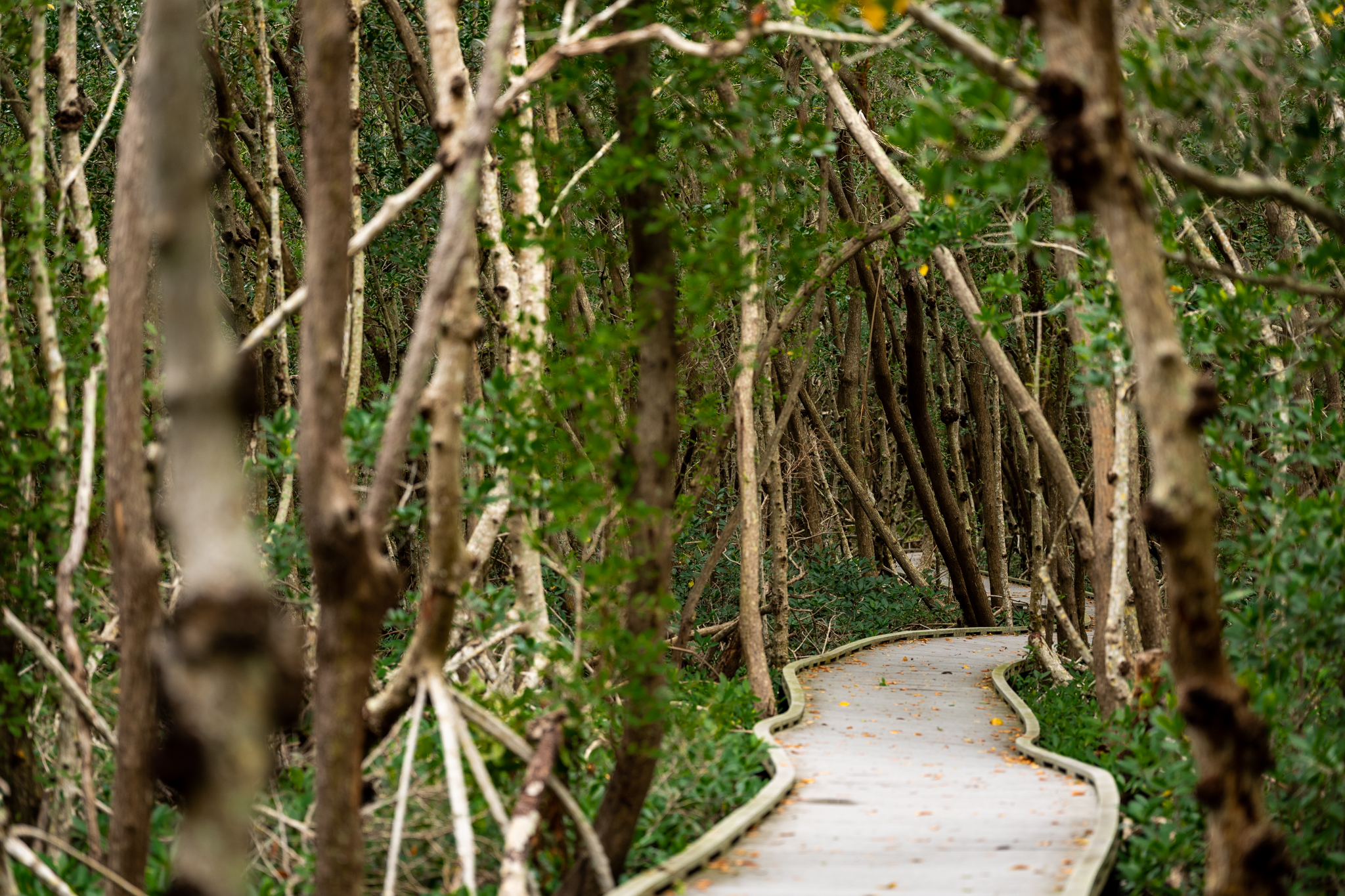four mile cove preserve boardwalk