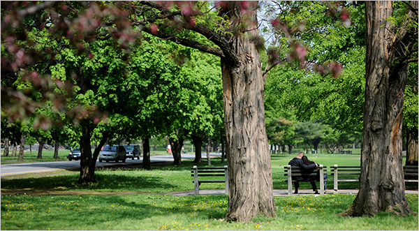 pelham parkway neighborhood scene