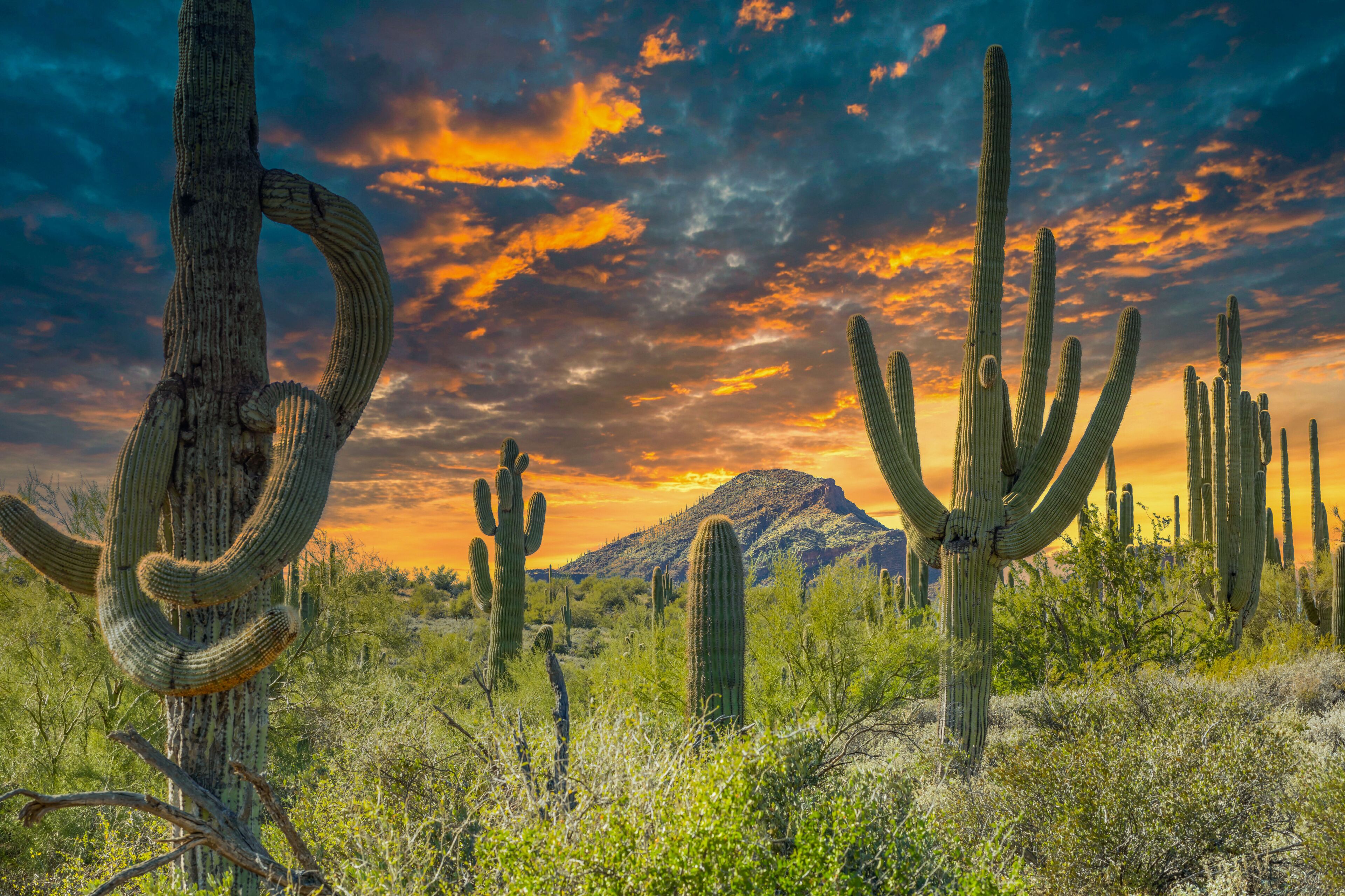 things to do cave creek by visitor type
