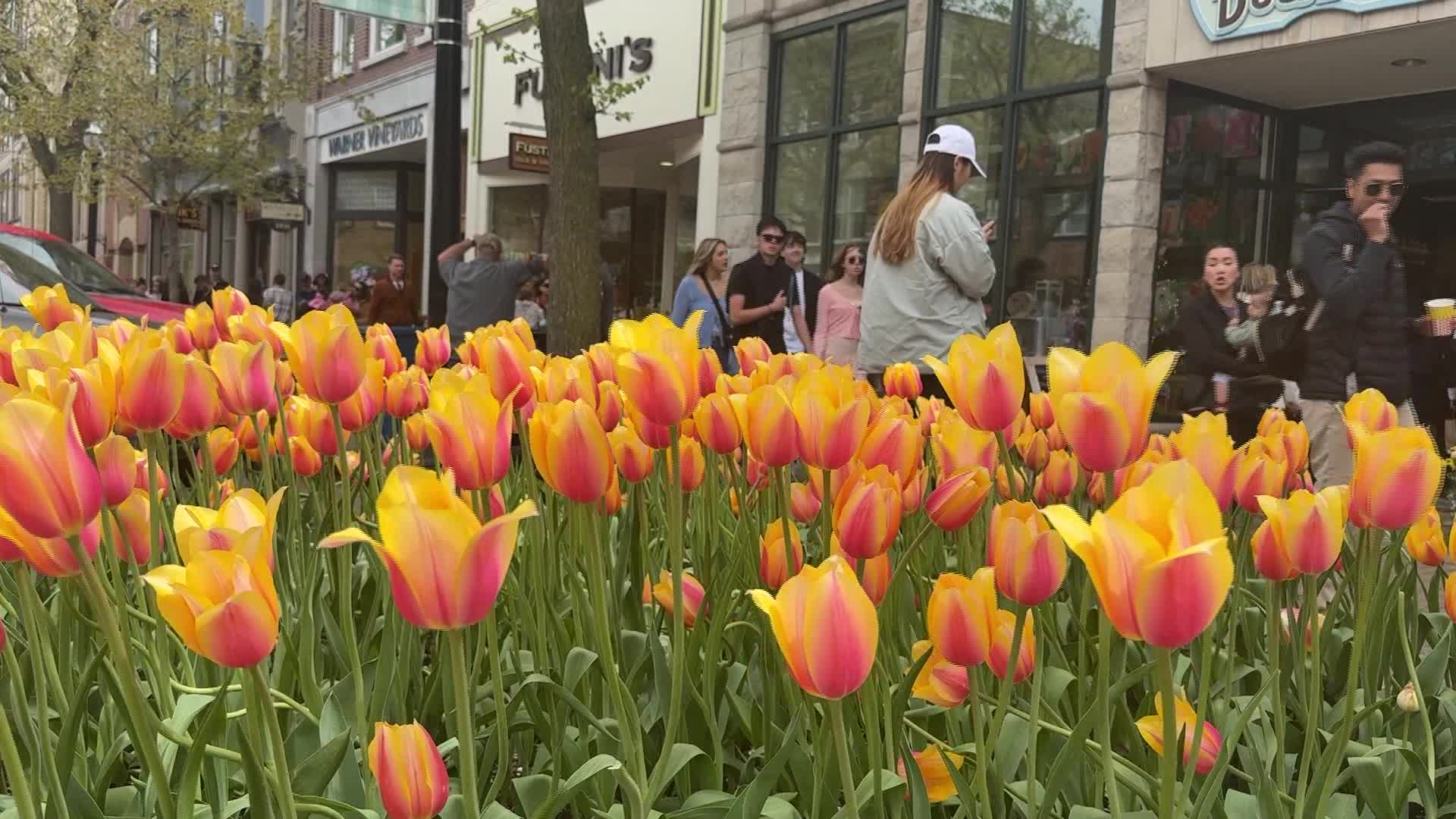 tulip time festival crowds